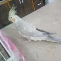 عروس هلندی