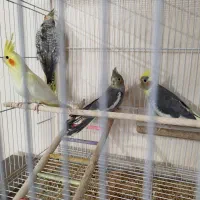 عروس هلندی