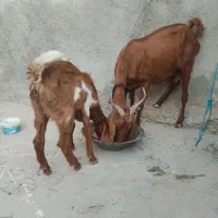 بزبا کهره نر