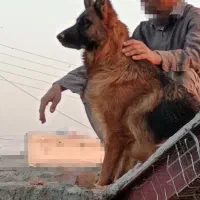 سگ ژرم|سگ|کرمان, |دیوار