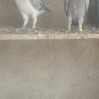 جوقی