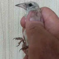 جوجه فیروزکوه