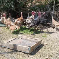 بوقلمون جوان