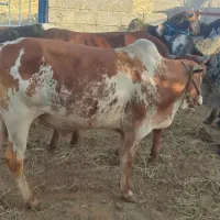 نرگاو