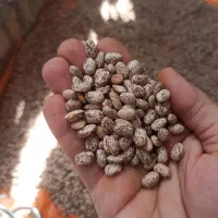 لوبیا چیتی