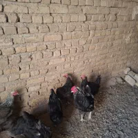 مرغ و خروس محلی جوان