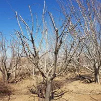 هرس درخت پاکنی چال کود