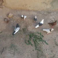 ۷ تا کفتر