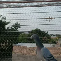 کفتر