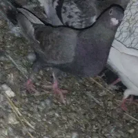 کفتر مشکی