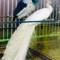 جوجه طاووس