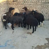 میش وبره