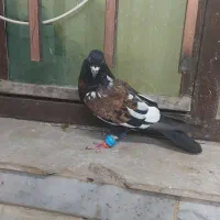 ابلغ اففغانی