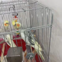 عروس هلندی جوجه تازه دون خور شدن