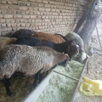 گوسفند