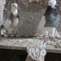 شامی زرد سرخ طوقی