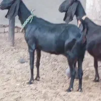 بز پاکستانی واکسی