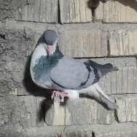 کبوتر