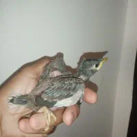 جوجه مینا نژاد افغانی