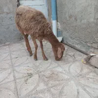 دوتامیش