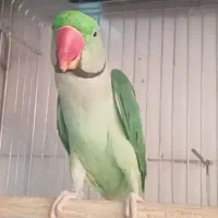 شاه طوطی نر  فول رام صحبت کن چلوندنی عروسک
