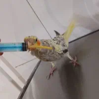 جوجه عروس هلندی