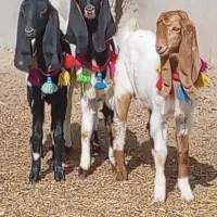 بزغاله پاکستانی بدون شاخ