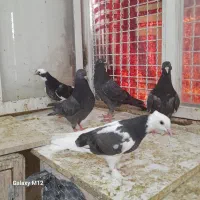 کبوتر جوجه زاغ و قره سیاه وطوقی ۵ عدد