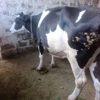 گاو شیری گوشتی