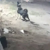 قدرجونی اصفهانی شیتزو خونگی