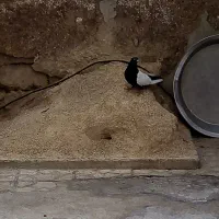 کفتر