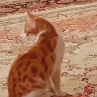گربه نر دی اچ اس ۳ ماهه