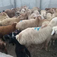 گوسفند زنده **درجه یک با کیفیت **قصابی رایگان