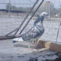 سور نرر پرشی