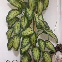 گل دفین باخیا