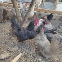 جاپنیز|حیوانات مزرعه|فولادشهر, C4|دیوار