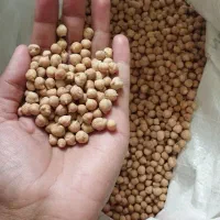 نخود محلی