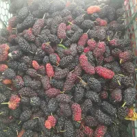 شاه توت  درجه یک
