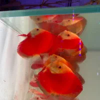 دیسکس گرید a