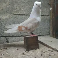 کبوتر نوک قنار