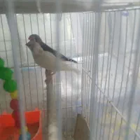 فنچ