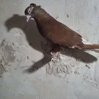 سرور   دمسفید