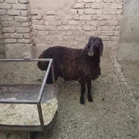 کوسفند یک عدد بره ماده هترو