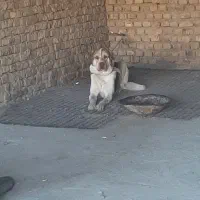 پژدر|سگ|نهاوند, |دیوار