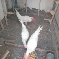 مرغ و خروس