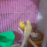 قناری جفت کارداده پرتقالی بایک جوجه