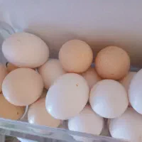 تخم مرغ بومی