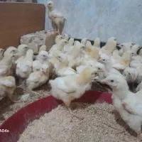 جوجه مرغ گوشتی نژادراس