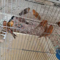 فروش جوجه قناری سرخ شتری سرخ