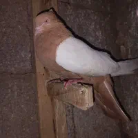 ماده درجه یک بدون پر اضافی.